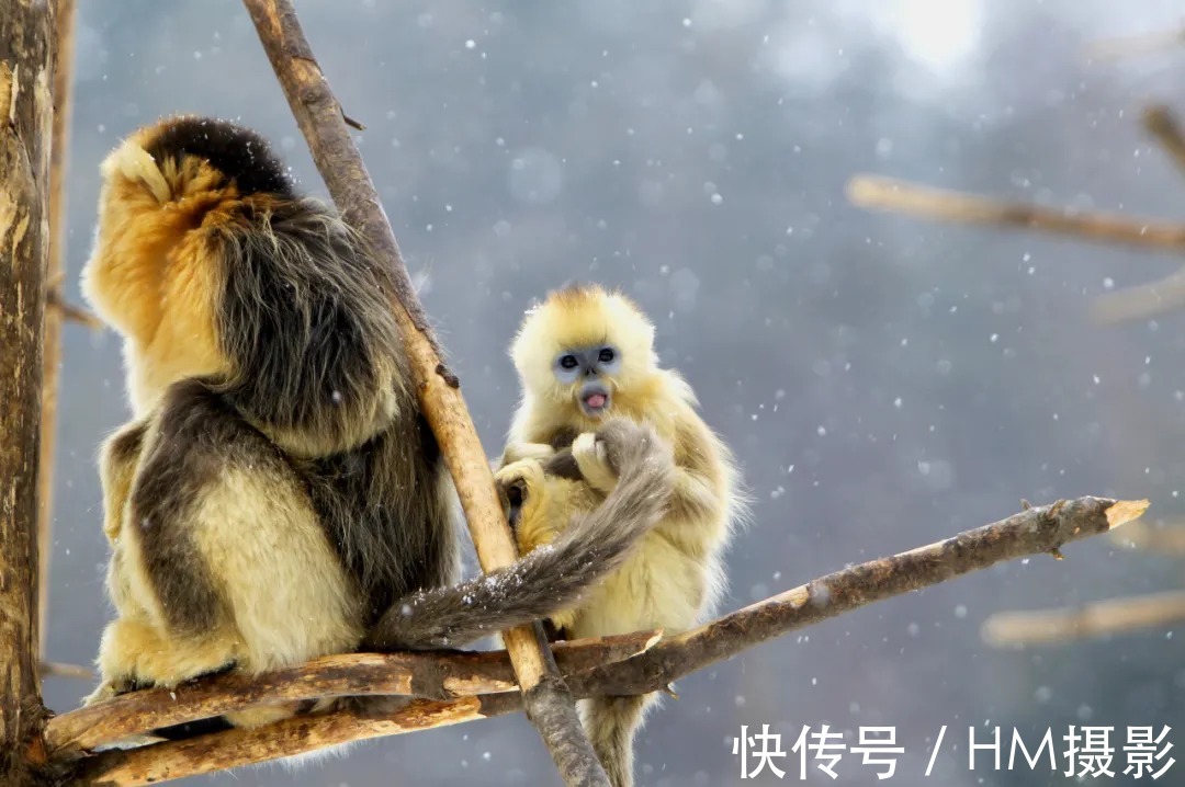 神农架|10月旅游地推荐！错峰出游，这些地方已美成仙境