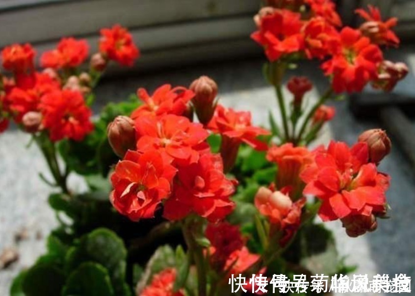 君子兰君子兰|“3种花”不要随便送人,多养几盆在家,不仅旺宅还招财!