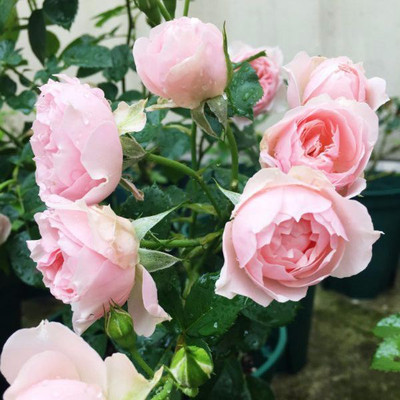 ''不能见妻子受委屈''的3种生肖男,活得很明白,婚姻生活很幸福