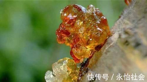 桂花茶|子宫肌瘤缠身不要慌,女人每天吃点“它”,让肌瘤慢慢远离你