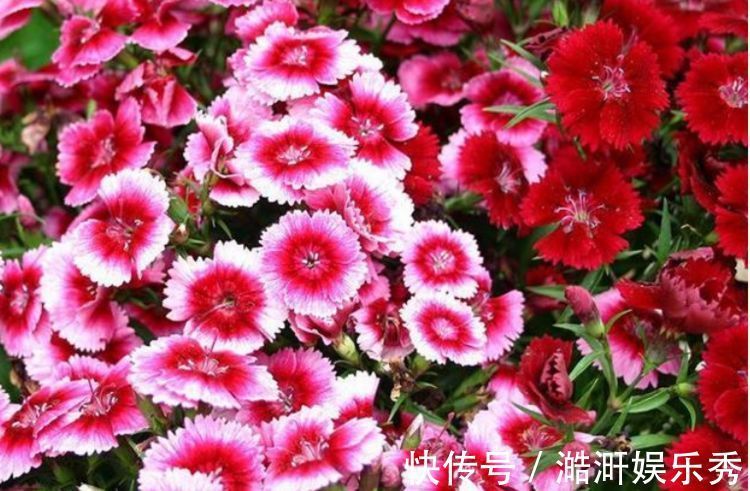 鲜艳|4种花超漂亮,家里养一盆,满屋飘香,清新优雅