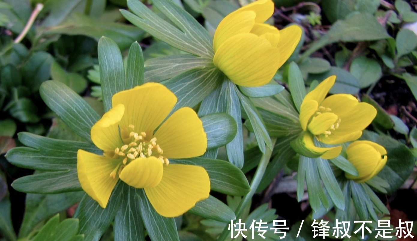 良缘|8月底，繁华成梦，破冰复合，苦苦相思，3生肖取得好运，良缘回归