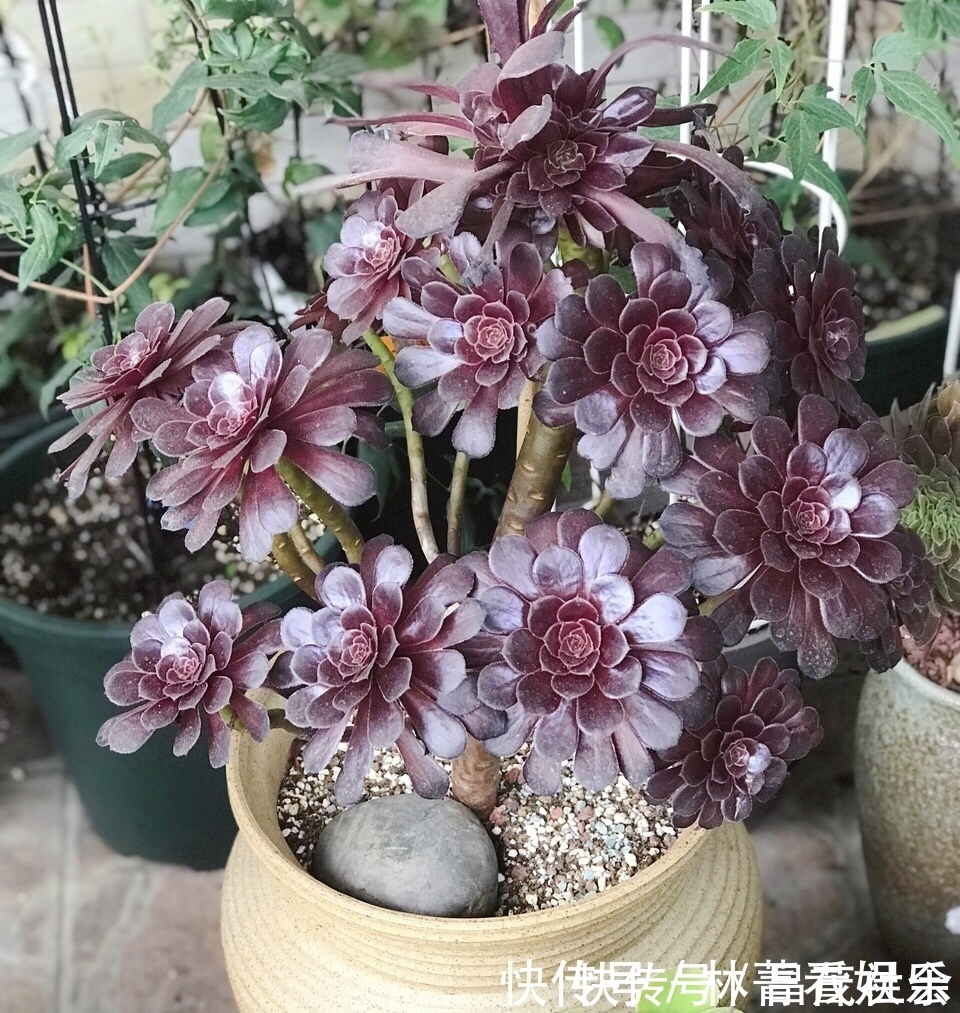 三元缓释肥|养多肉5年,告诉你4种“多肉”值得养,秋天晒一晒,10天变彩色