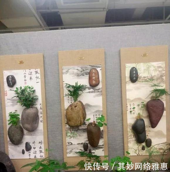 花友|大爷用石头来养花,越养越值钱,有人出1000块也不卖!