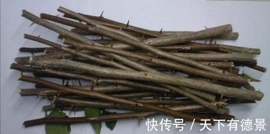 绿萝|一场秋雨一场寒,秋雨后适合扦插6种花,爱生根,爱生长