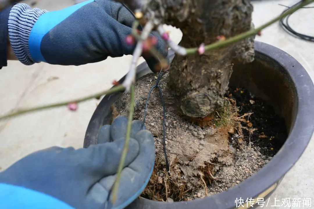 梅花花后打理小贴士，修剪翻盆齐上阵