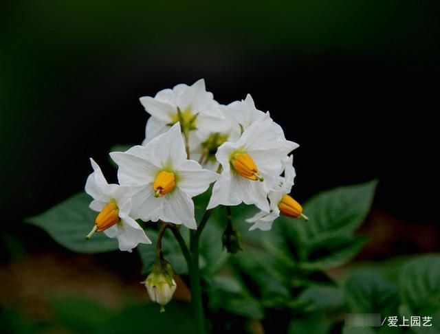  因为美味而被人忽视了美貌，说说那些令人惊艳的菜花