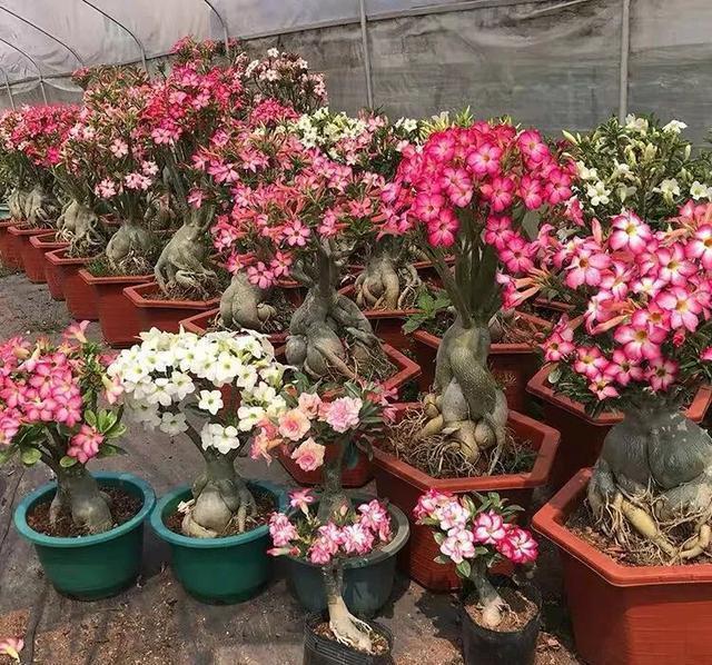 漂亮|6种漂亮花,夏天不怕高温,暴晒,越晒花越多,花开爆盆小半年