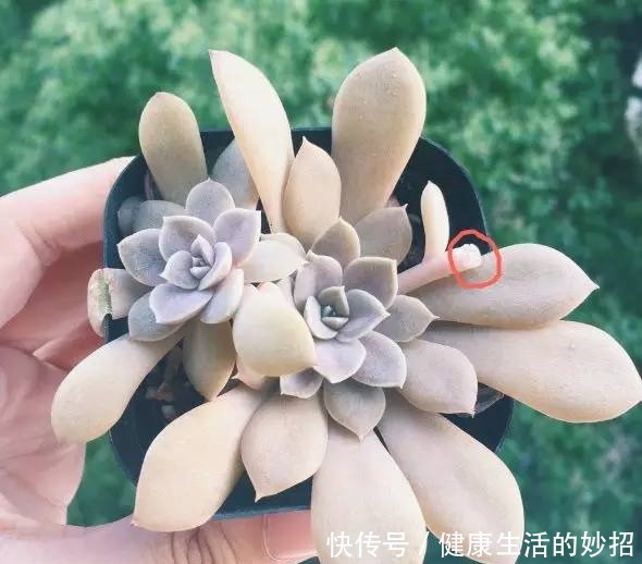 多肉叶子干成皮别扔，这样一做能变老桩！多肉叶子干成皮别扔，这样一做能变老桩！