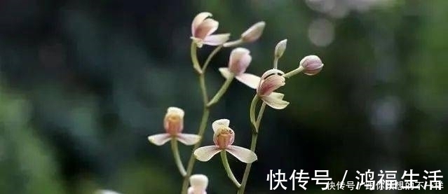 兰花有“三喜三怕”，顺着它养护，顺利春化，独苗绽放层叠群兰