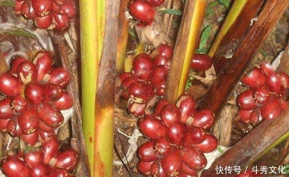 早好|立冬后,经常食用使用此物泡水喝,散寒消食,燥湿温中,早知早好