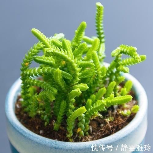 阳台|4款小清新的多肉植物,不贪光还漂亮,很适合养在阳台和办公桌上