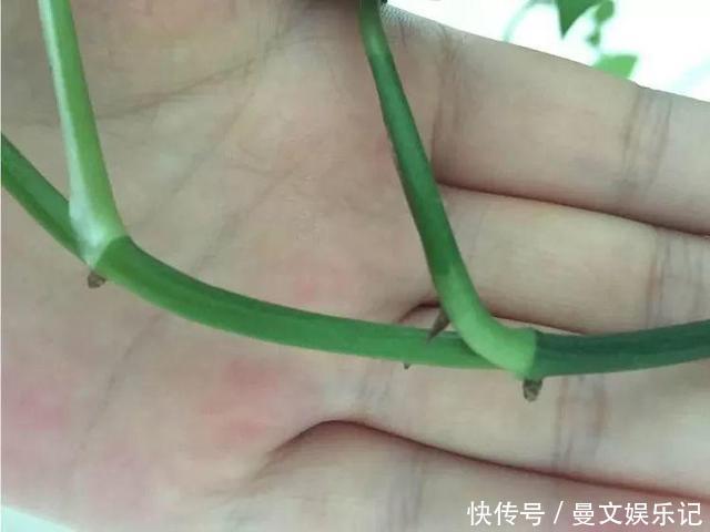 这4种花，不用土只用水，就能养成绿窗帘！