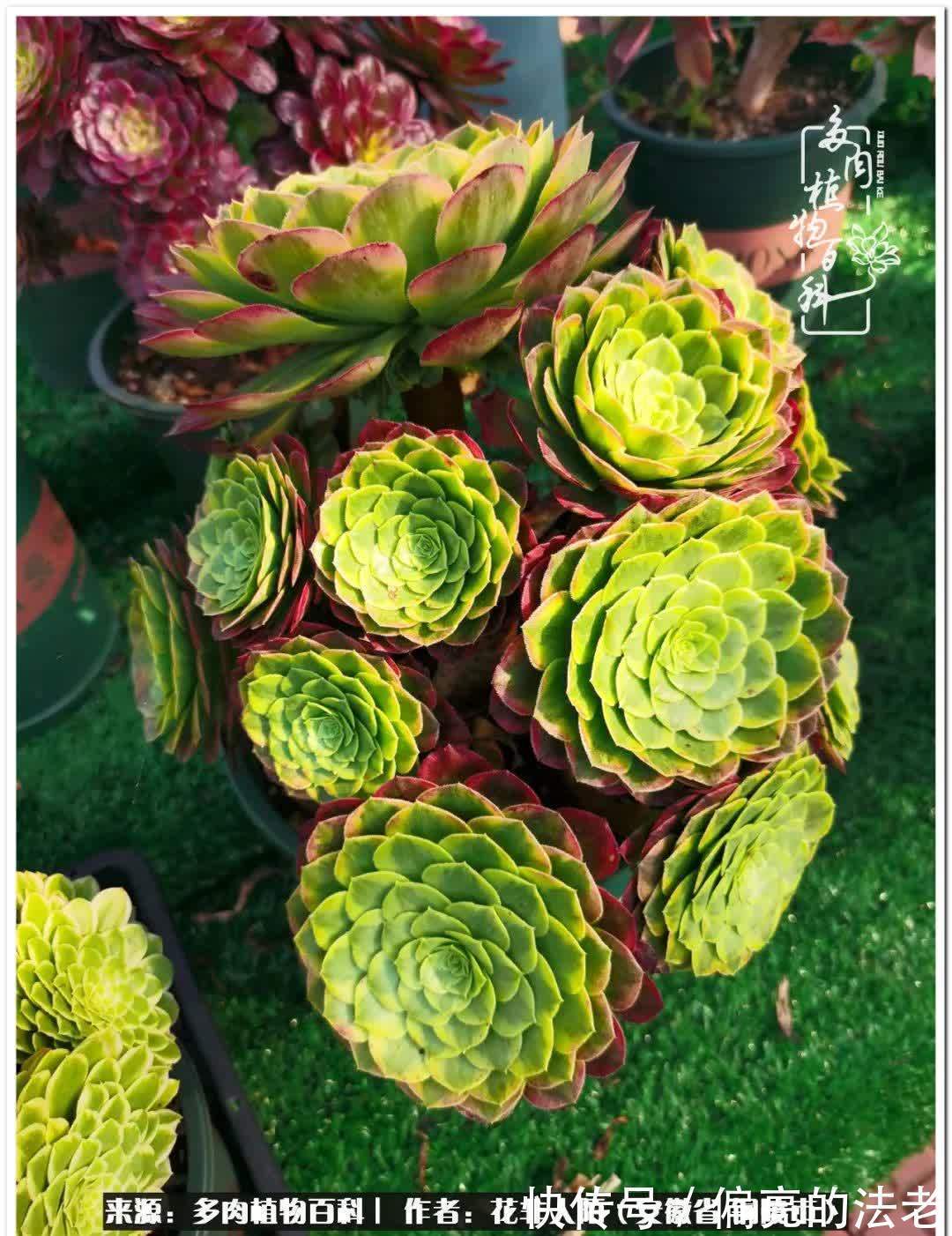 感恩遇见,感谢有你——多肉