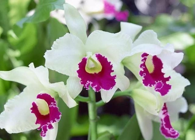 假鳞茎|卡特兰有“3怕”,知道的都是老花友,避开它们,根壮叶绿开花多