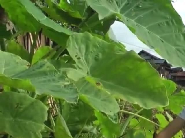 农村地区的这种野菜，很多人以为都不能吃，其实清炒出来特别美味