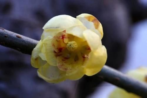 珠珠|花期正好!趵突泉畔的玉兰蜡梅绽放啦!喜气洋洋迎新春!