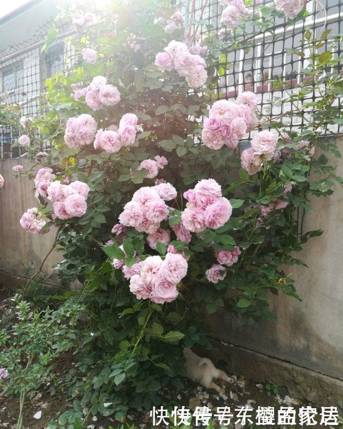 长势最快的藤本植物，一年长成花墙，春夏秋三季开花，阳台变花园