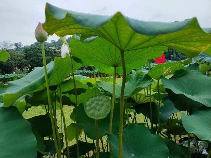 华芳@青未了‖残荷之美