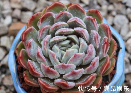 阳台上|多肉水晶月影怎么养教你3个小妙招,养出饱满剔透的水晶月影