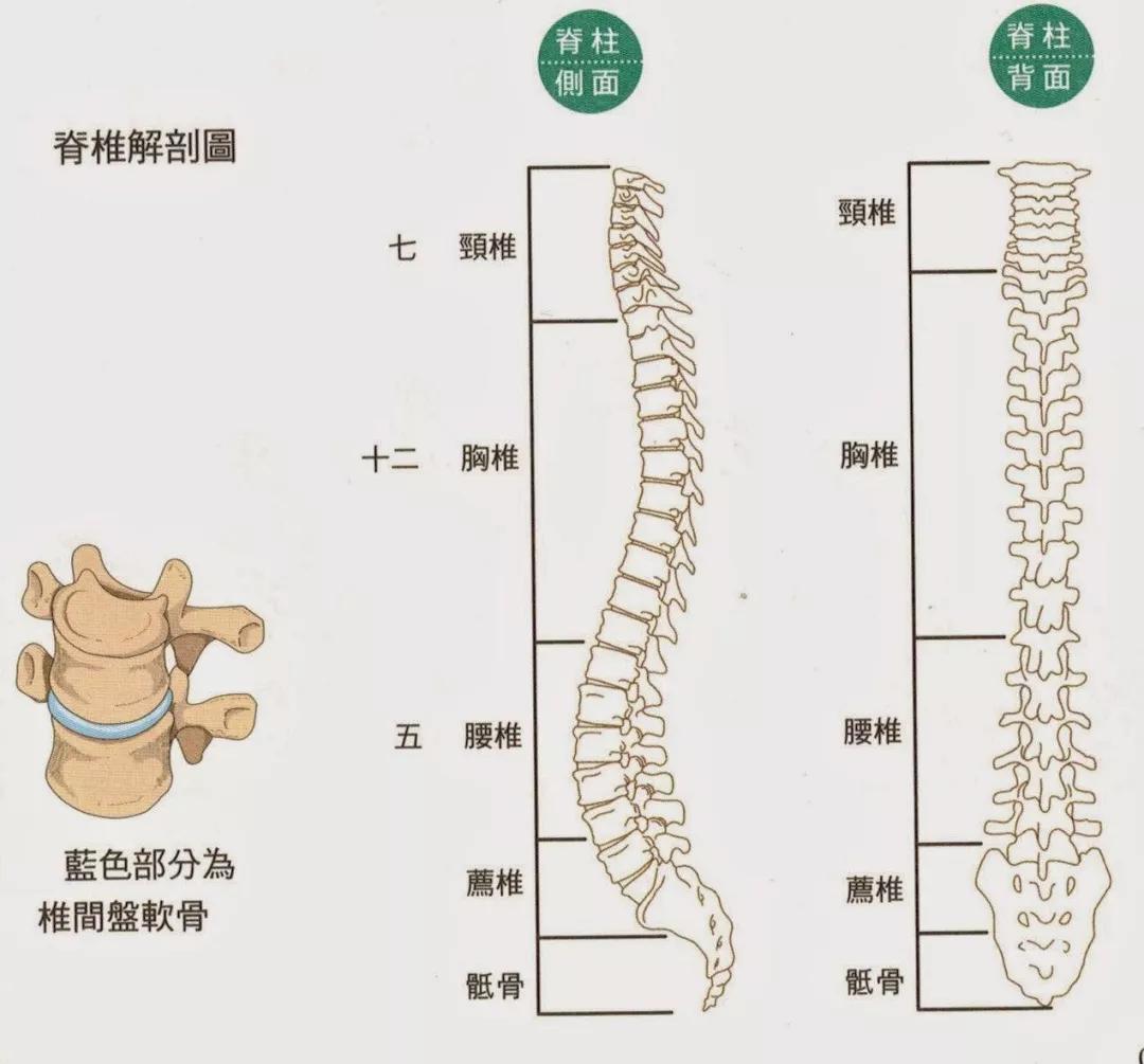 脊柱,男人的龙脉,女人的凤骨!这样保养,疾病去无踪