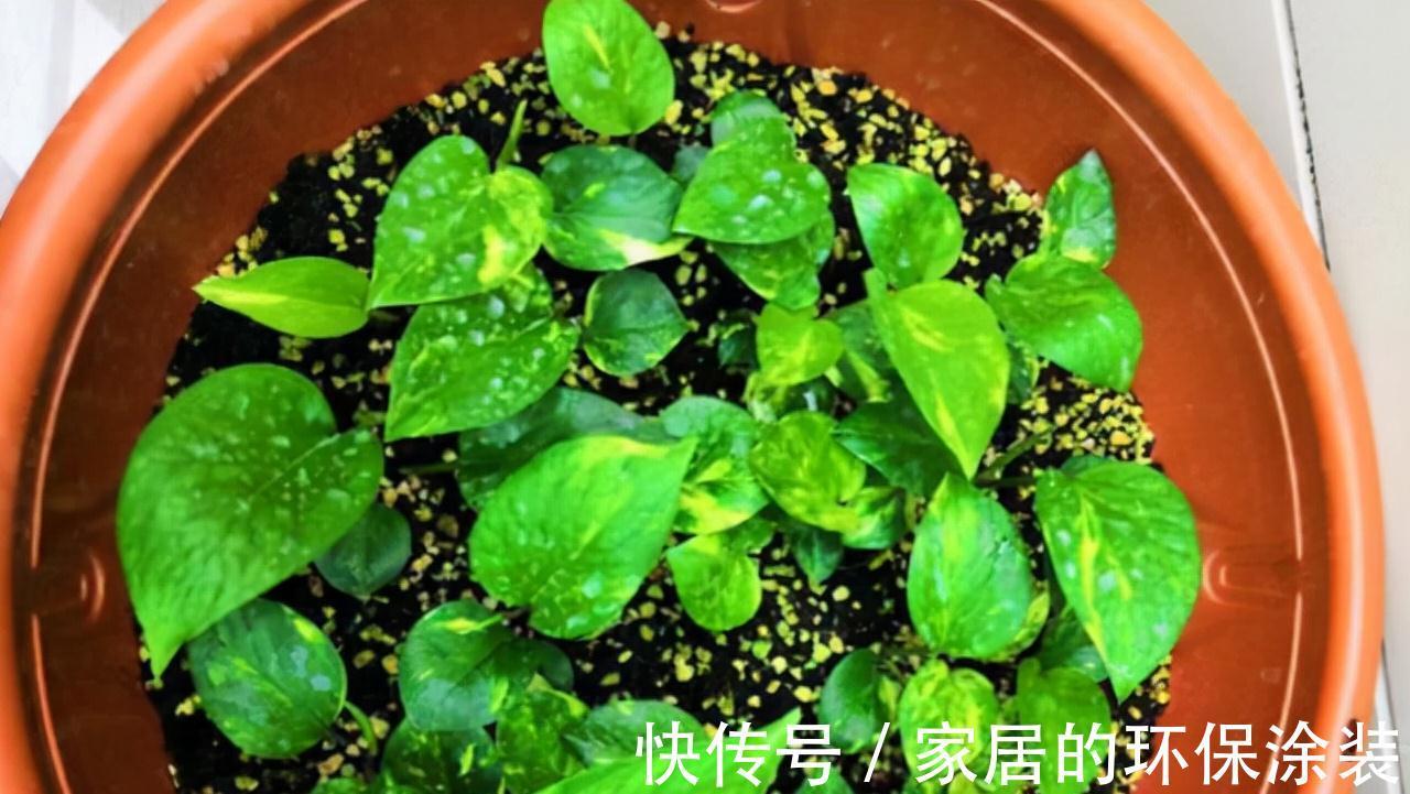 进入10月,建议扦插5种花,温度适宜利于生根,成活率直线上升