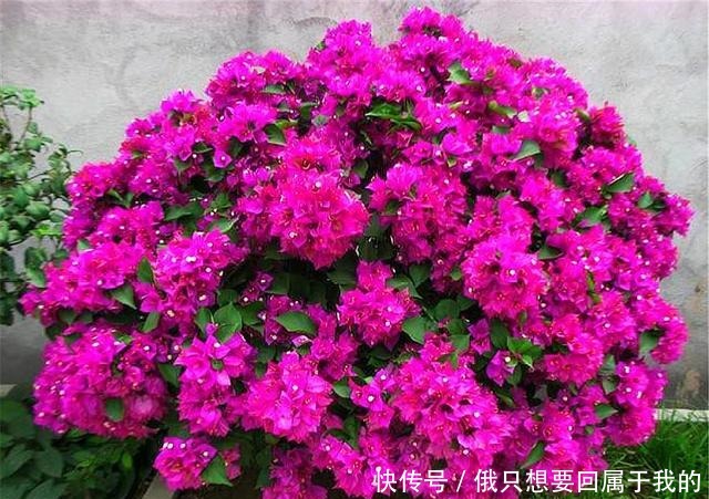 6月养三角梅,做好“4个多”,爆炸式开花,只见花朵不见叶