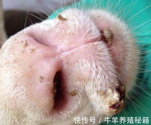 口蹄疫|小羊羔口疮的快速治疗方法,小羊羔得口疮病怎么治疗?快收藏吧