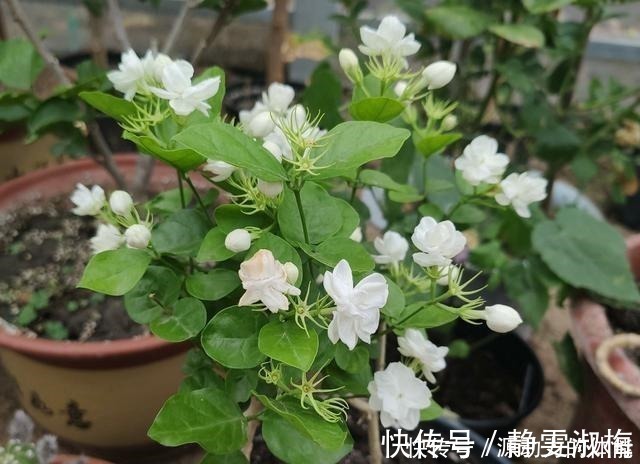 长高|家中常见的4种花,不能让它长太高,一长高就得剪,越剪越开花!