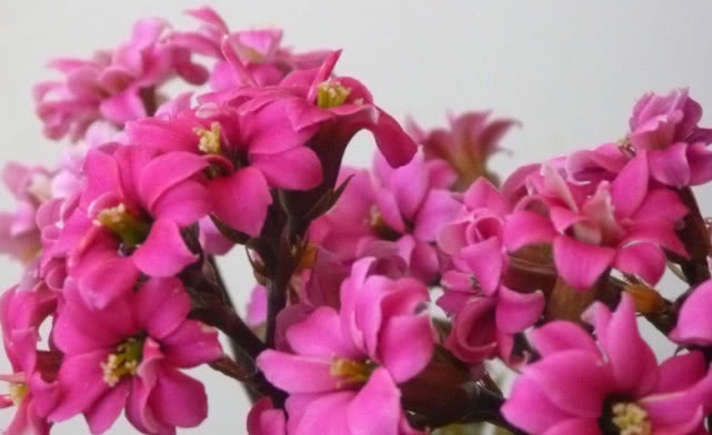 养长寿花有绝招，用好这3个“促花技巧”，很快就开花，轻松爆盆