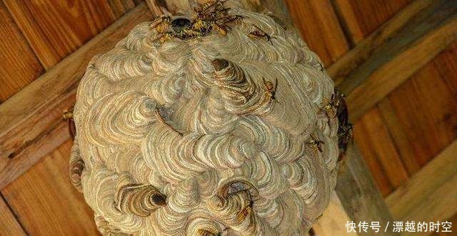 关节肿|马蜂窝也是一种药中医称之为“蜂房”,有什么奇效呢涨知识了