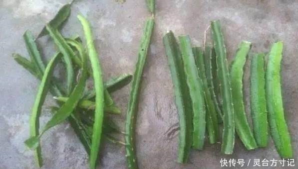 火龙果自己家也能种,好吃又美味,吃了都得醉!