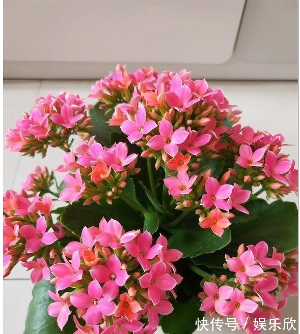 植株|怎么样才能让长寿花开花多,植株又矮小,方法很简单,了解一下