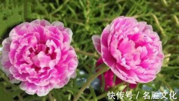 花海|4种“懒人”盆栽花,浇水就疯长,给点阳花就灿烂,给你一片花海