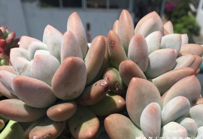 环境不好养多肉用大盆？是想一年四季对着一片“青菜”？快换盆吧