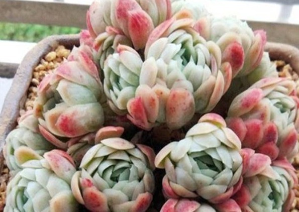 新手养花,入手这“3种”多肉,好看又易活,一年四季爆盆不断