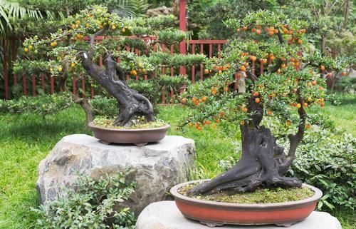 摘叶|摘叶的妙用,不仅能增加桩景的观赏价值,还能提高养护效果