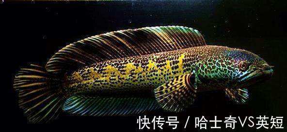 水族|对新人极其友好，十大养不死的观赏鱼