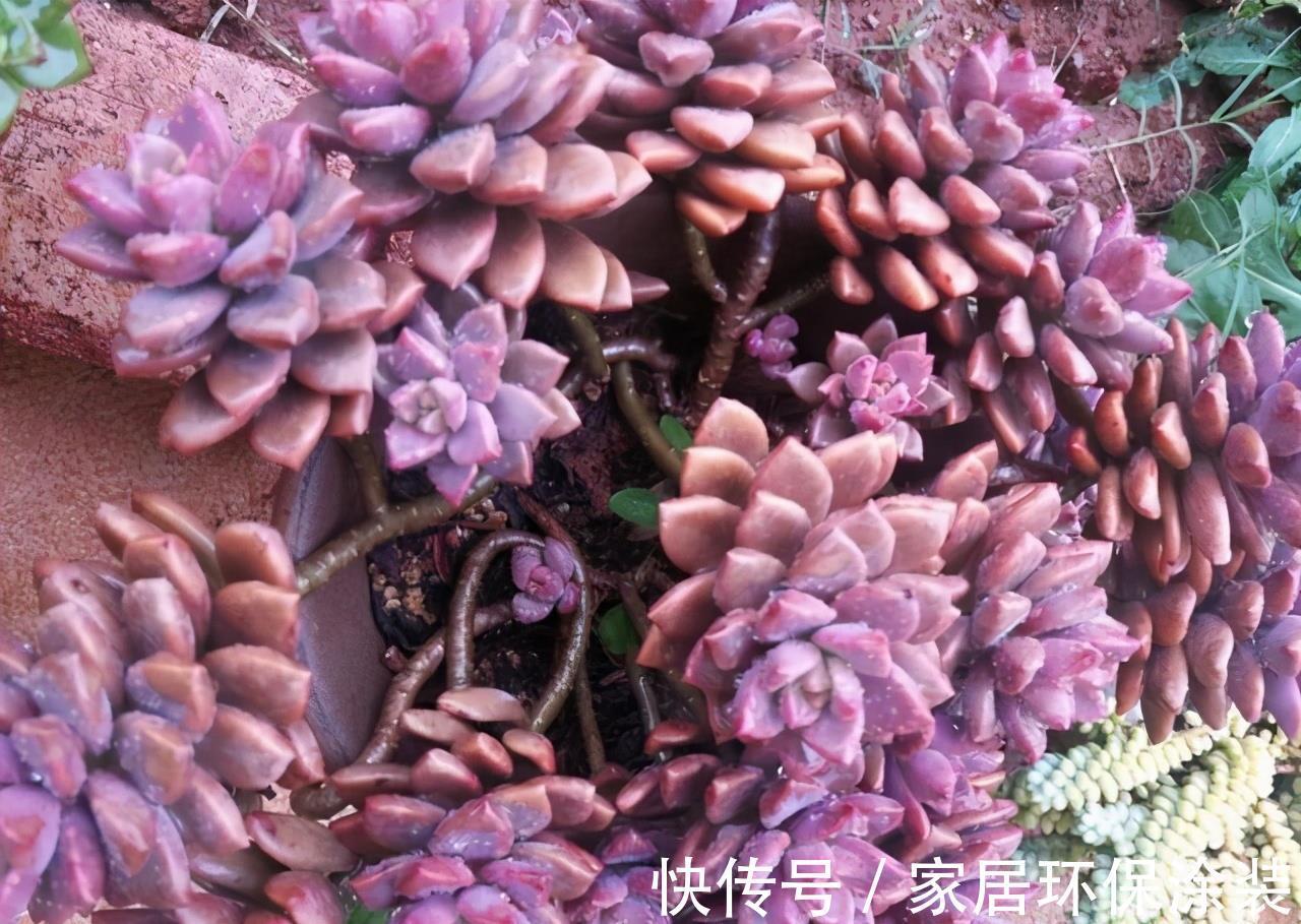 花友|养多肉3年顺风顺水，多亏选了6种大普货，现在全是大老桩