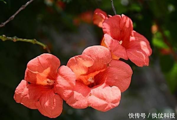 牡丹吊兰|家里再小,3种“吊盆花”也要养,花芽一钻上百朵,花开成“帘”