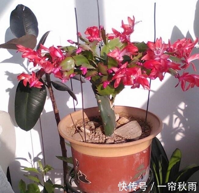 砧木|蟹爪兰嫁接,谨记“6字箴言”,嫁接失败,掌握“2法”,成功率高