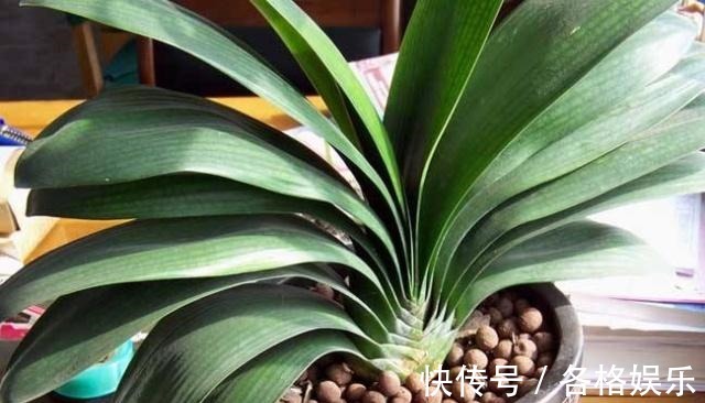 认清君子兰的“开花之道”讲究大!从此年年开花,从不夹箭!