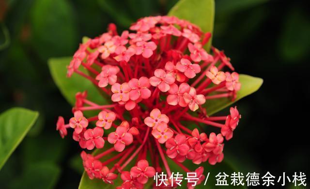 宫灯|8月20日-9月4日，庭院选这几款花，满屋子飘香，蹭蹭爆成花海