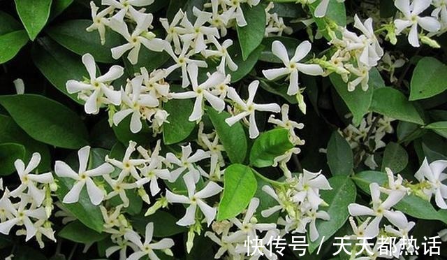 风车|此花俗称“不死花”, -25°冻不死, 一年花开230天, 比香水还香！