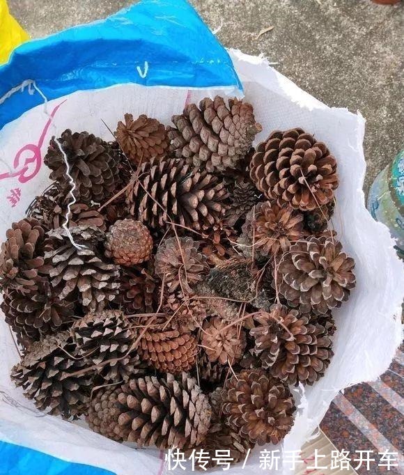 这些“肥料”遍地都是,不花钱捡回家,养花用一把,个个长爆盆!