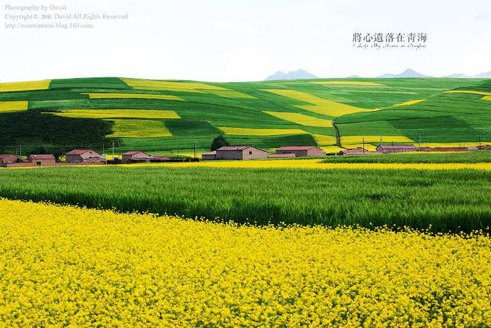 荠菜|青未了｜早春踏青