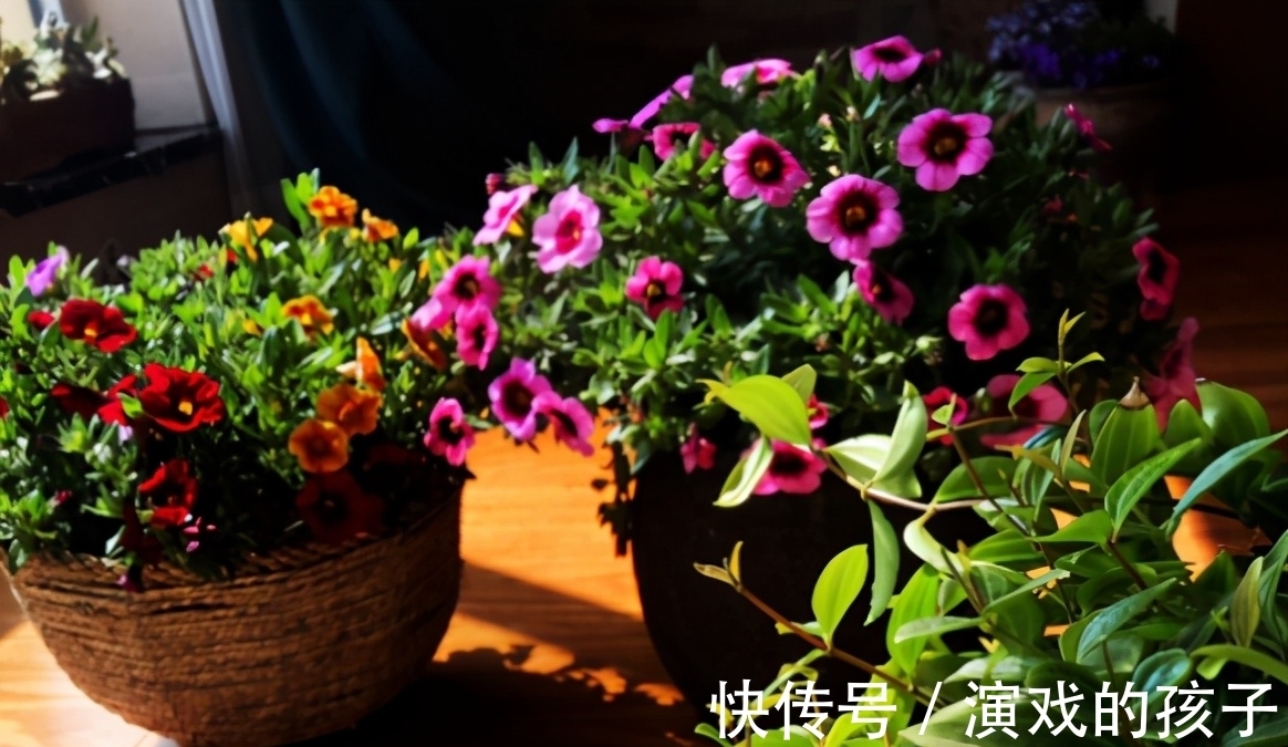 好处|油烟机废油入土前需要做哪些处理,为养花人,该早点知道