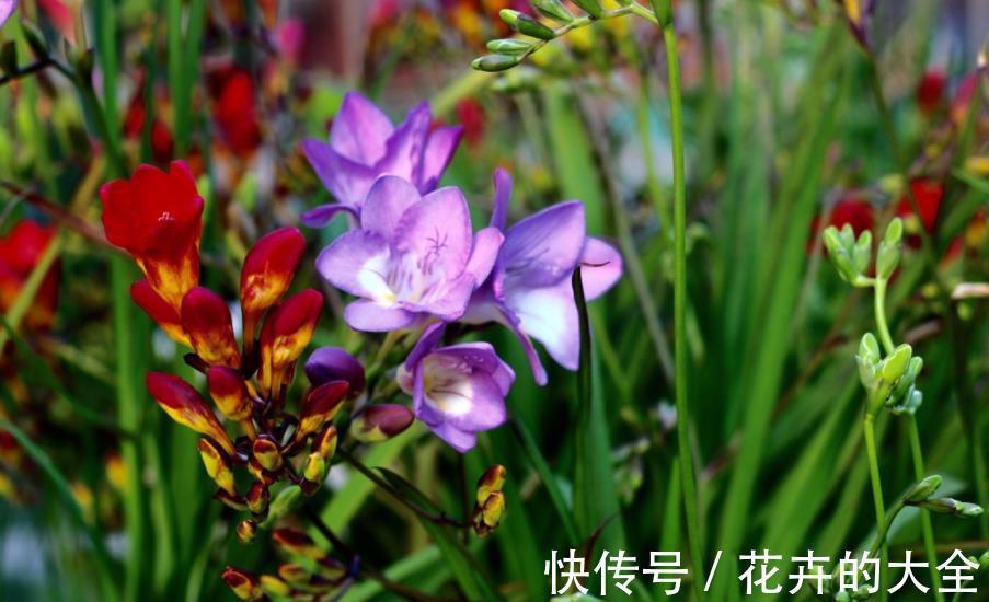 花园|秋冬就养3种花，观叶赏花美极了，轻松开出小花园，是盆栽佳品