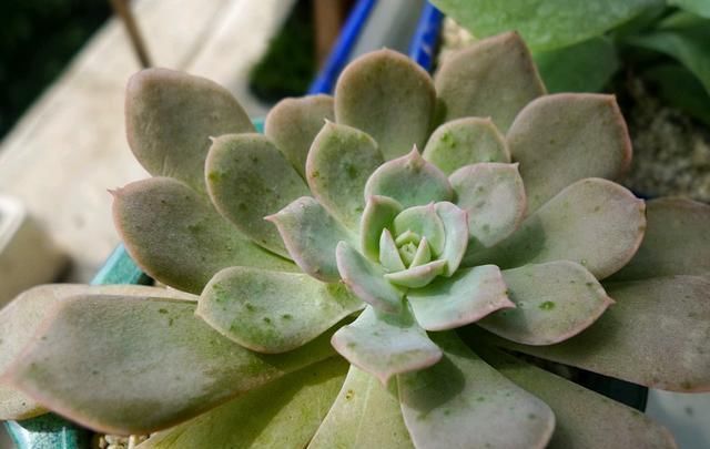 新手浇水切莫急,教你怎么判断浇水时间,也能养出美貌的萌多肉