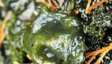 功效|乡下有一种很常见的菜,具有利湿通淋,清热解毒,散瘀消肿功效